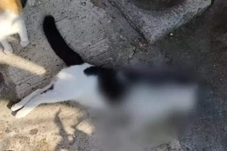 Tembak Kucing Sampai...