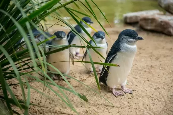 Angka Perceraian Penguin...