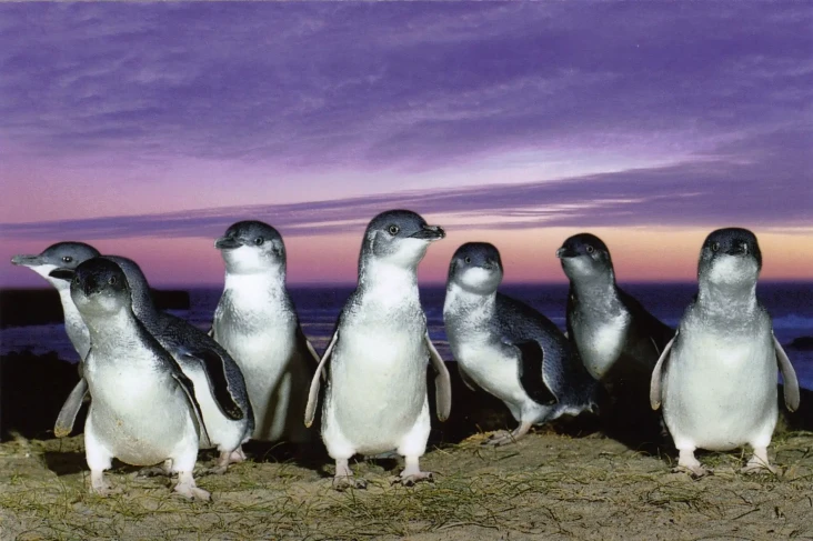 Penguin Kawin Cerai...