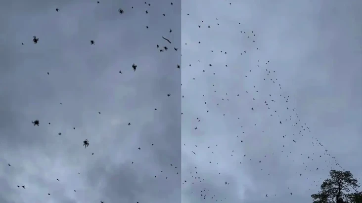 Ratusan Laba-laba Berjatuhan...