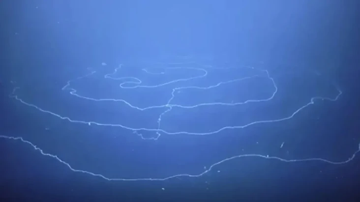 Hewan Sepanjang 45 Meter...