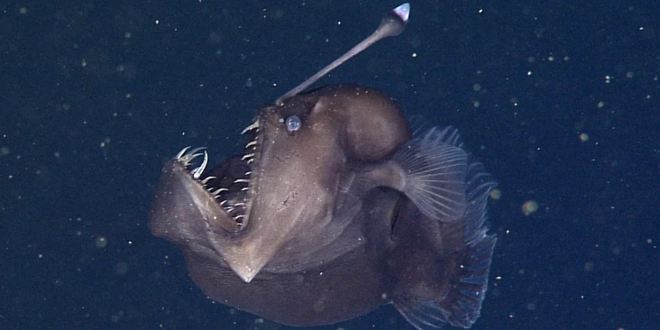Ikan Setan Muncul di...