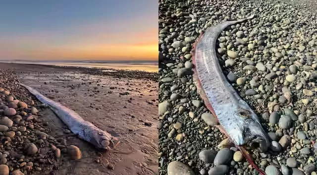 Mengapa Ikan Kiamat...