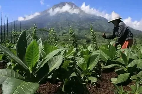 DPN APTI Dorong Kepala...