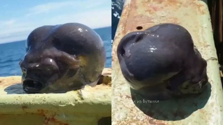 Nelayan Tangkap Ikan...