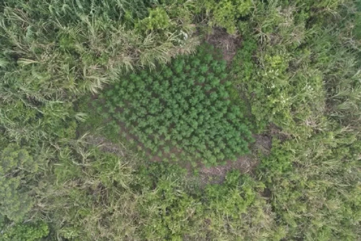 Heboh Ladang Ganja di...