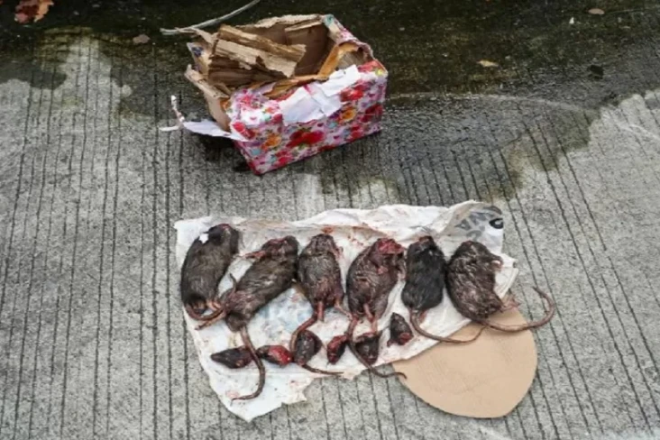 Usai Paket Kepala Babi,...