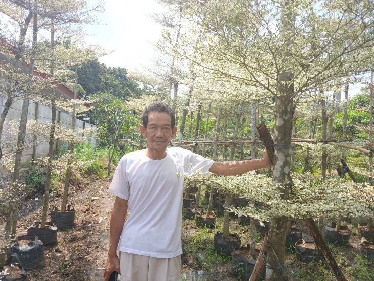 Tanaman Hias yang Mengubah...