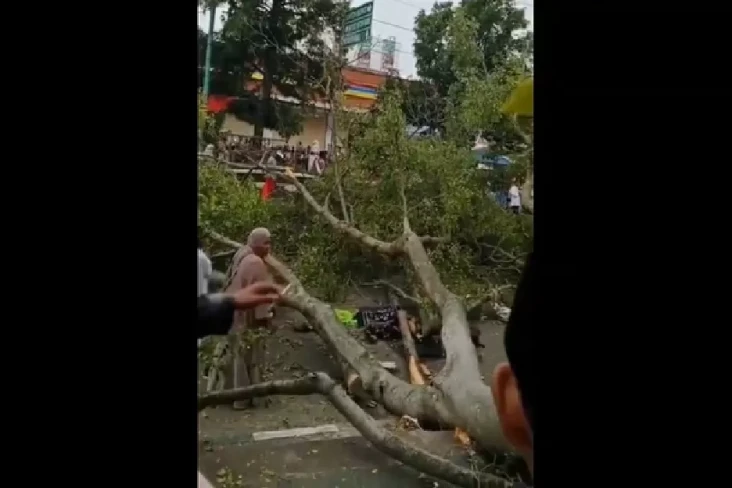 Pohon Beringin di Alun-alun...