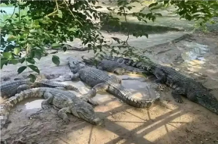 Pengadilan China Melelang...