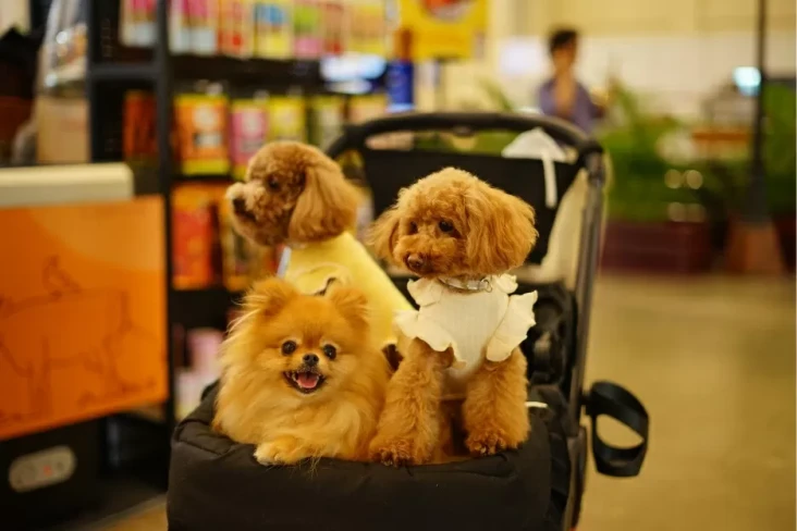 PETFEST Indonesia 2025...