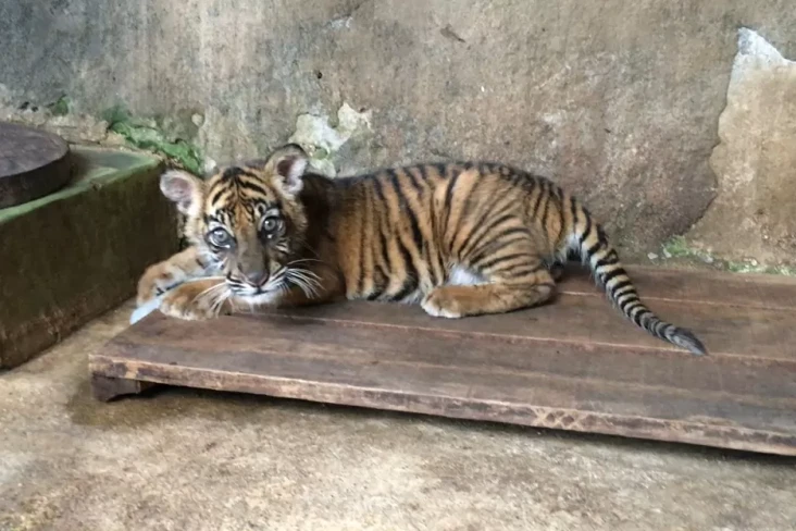 Bayi Harimau Sumatra...