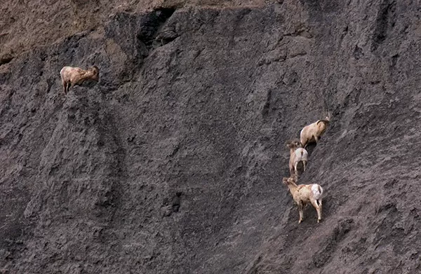 Kambing Misterius Ini...