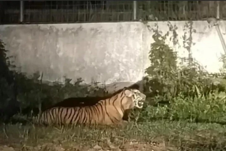 Viral Harimau Sumatera...