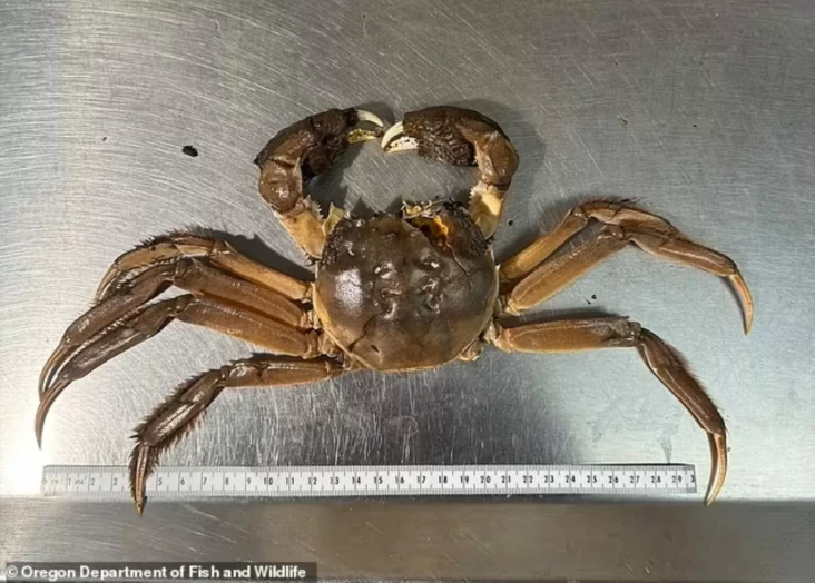 Spesies Kepiting China...
