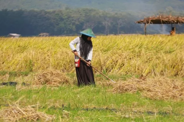 Melegakan! Petani Nikmati...