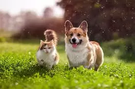 Anjing dan Kucing Berevolusi...