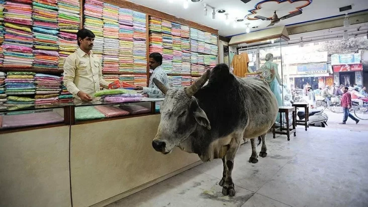 Sapi India Dipuja Tapi...