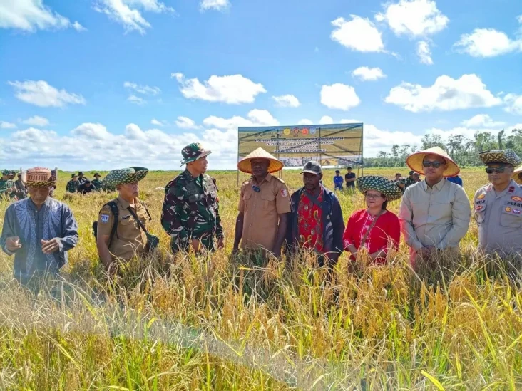 Panen Perdana, Sawah...