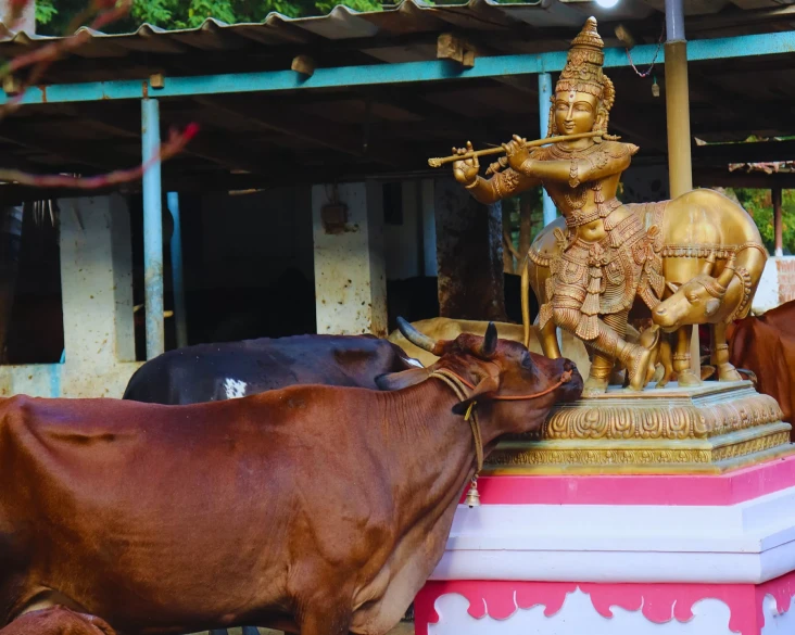 Sapi India Dipuja Rakyatnya...