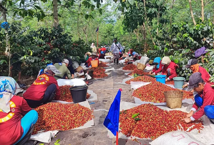 Harumnya Kopi Arabika...