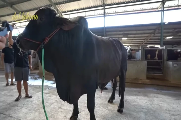 Penampakan Sapi Jumbo...