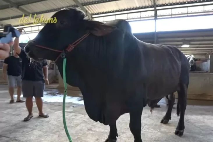 Berapa Harga Sapi Kurban...