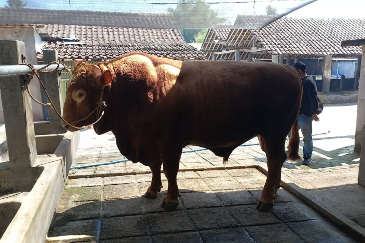 Sapi Kurban Presiden...