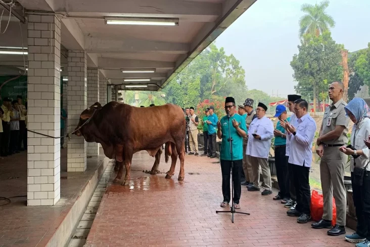 Sapi Brawijaya Milik...