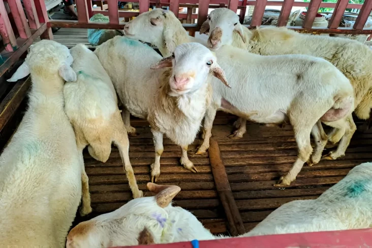Torpedo Kambing Jadi...