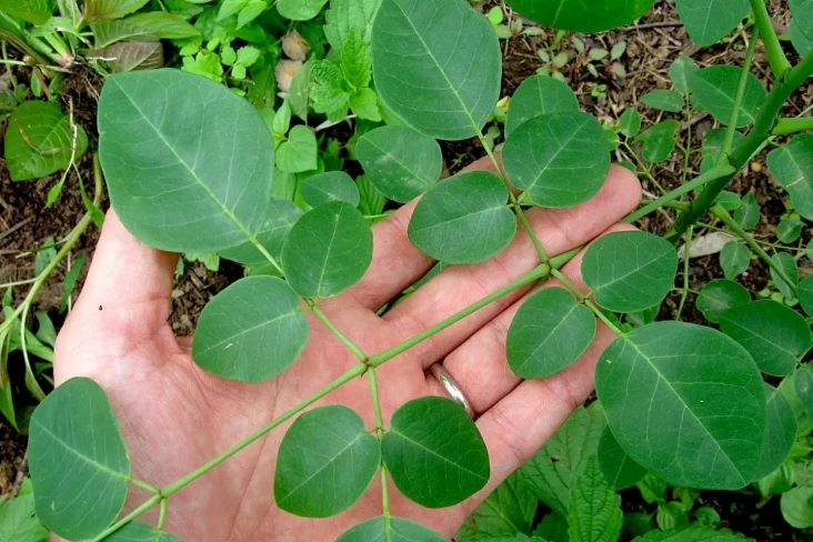 Daun Apa yang Bikin...