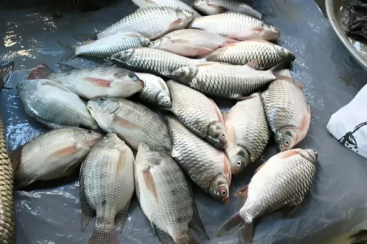 Bingung Bedakan Ikan...