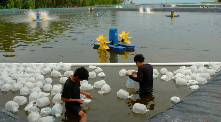 Babak Baru Tambak Udang...