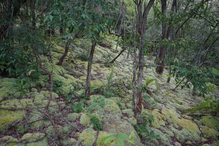 Pesona Gunung Lumut...