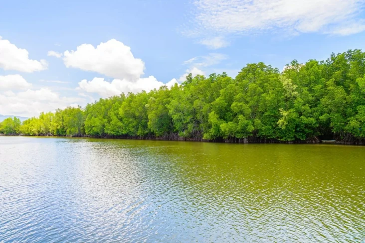Mangrove Indonesia Jadi...