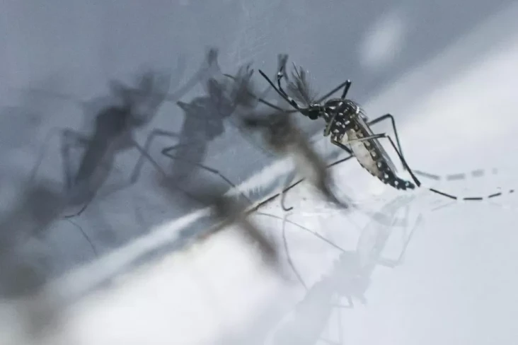Wabah Chikungunya di...