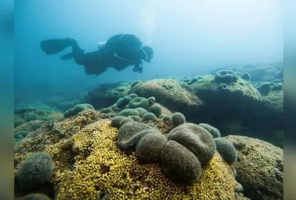 Terumbu Karang Mediterania...
