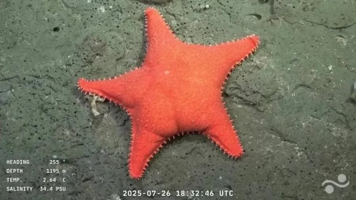Ilmuwan Temukan Patrick...