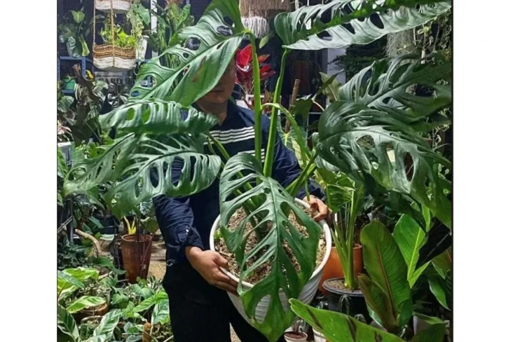 Rahasia Monstera Tetap...