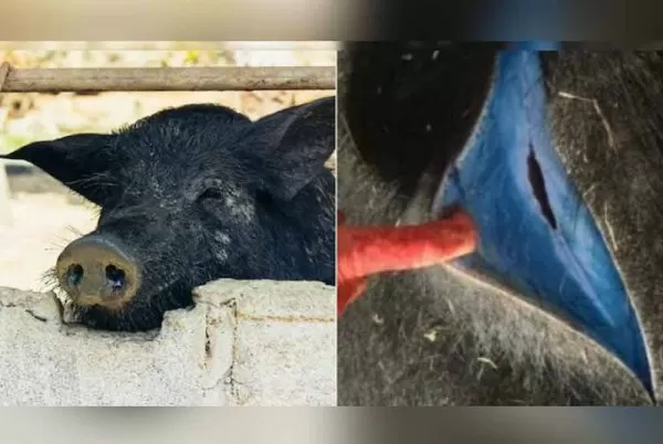 Terindikasi Zat seperti...
