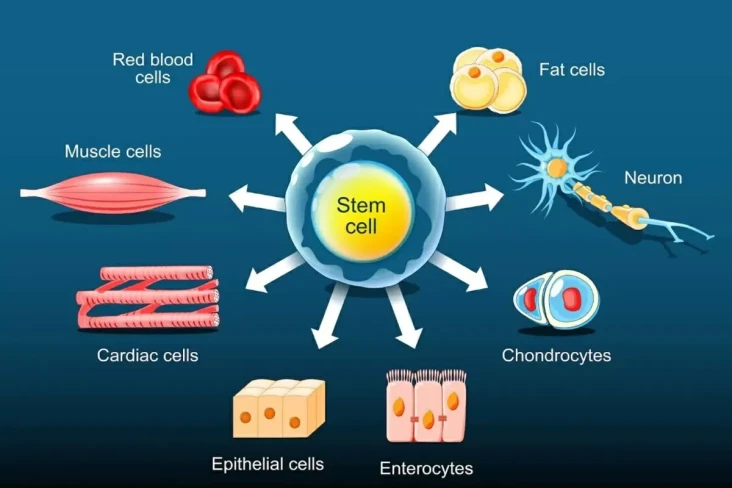 Terapi Stem Cell Makin...