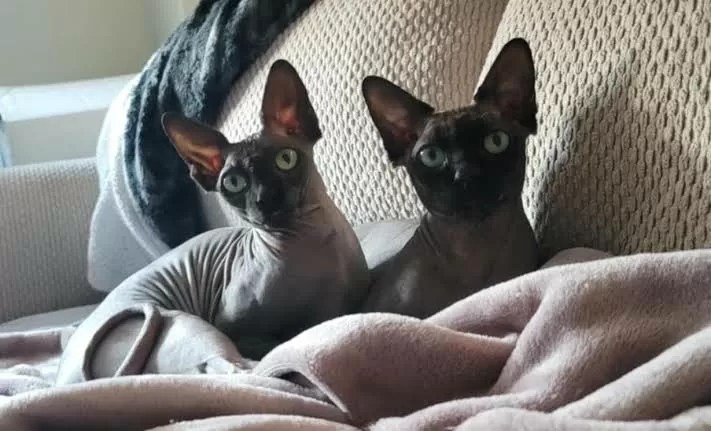 2 Ras Kucing Supermahal...