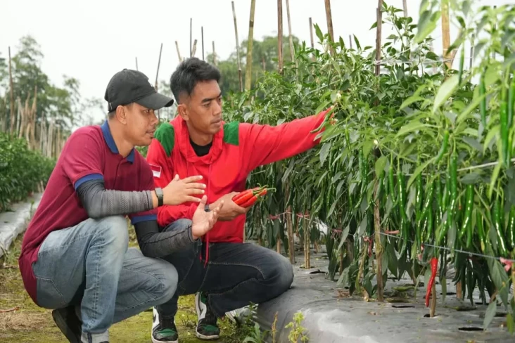 Sukses Budidaya Sayuran,...