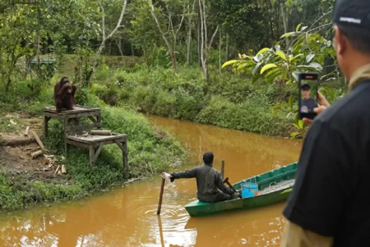 3 Orang Utan Kalimantan...