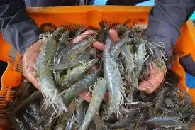 Udang Beku Cikande Terkontaminasi...