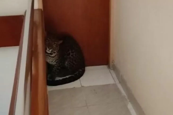 Gawat! Macan Tutul Masuk...