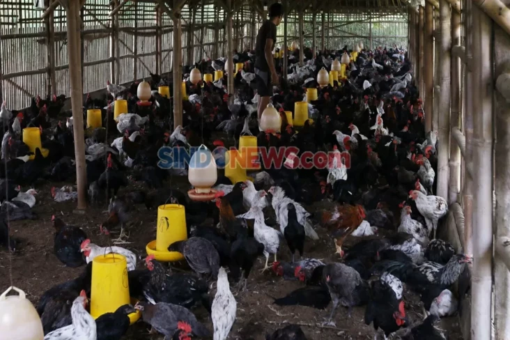 Mengapa Daging Ayam...