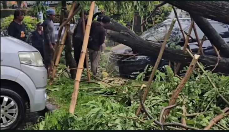 Lagi, Pohon Tumbang...