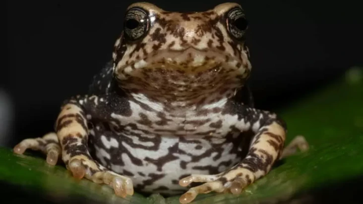 Spesies Kodok Langka...