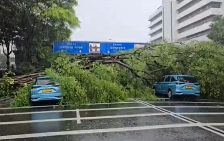 Pohon Beringin Setinggi...